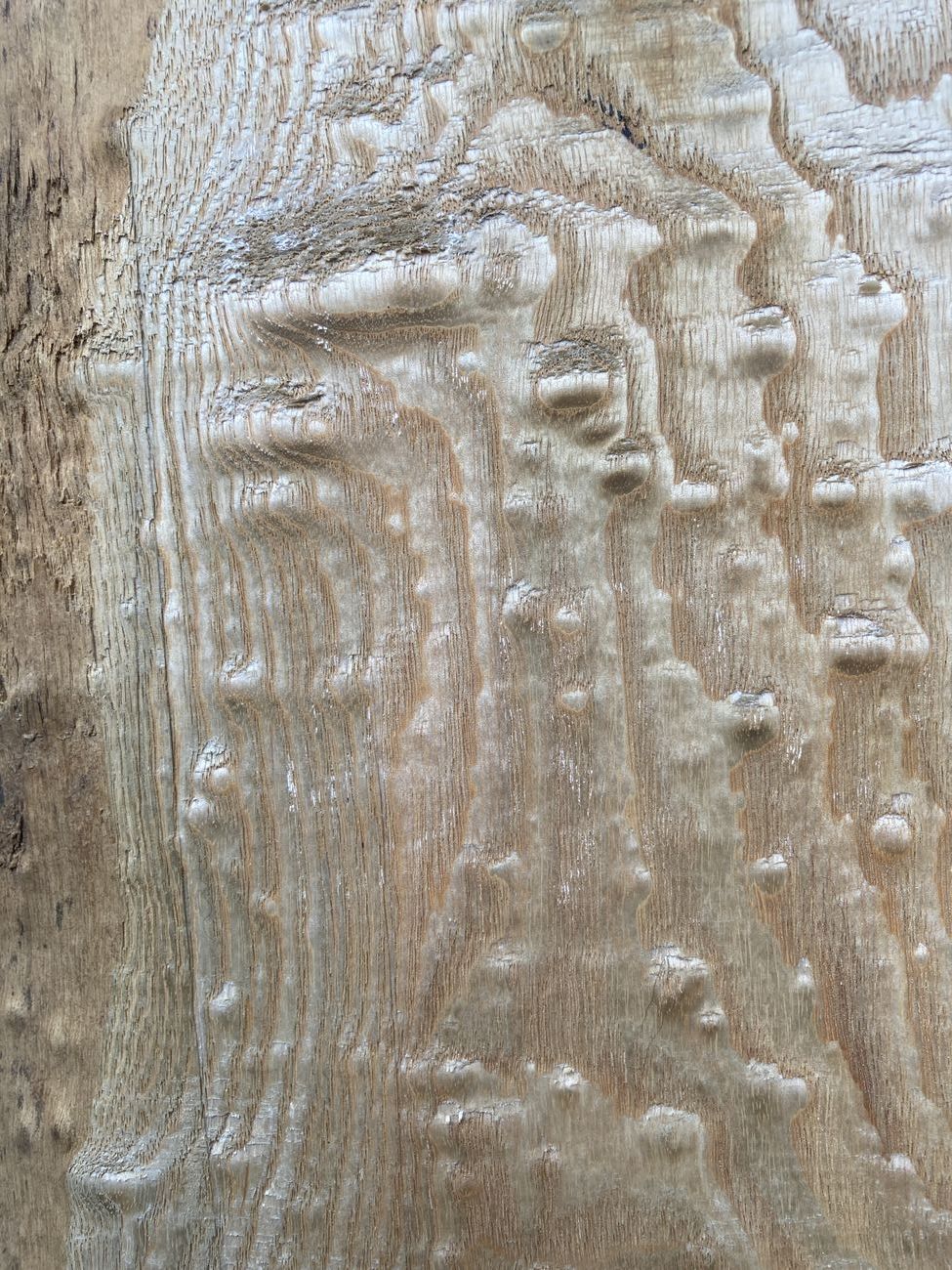 ギャラリー：木の種類：タモ（玉杢）｜オーダーメイドの万年筆と